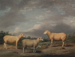 Ryelands schapen, de ram van de koning, de ooi van de koning en de weer van Lord Somerville door James Ward